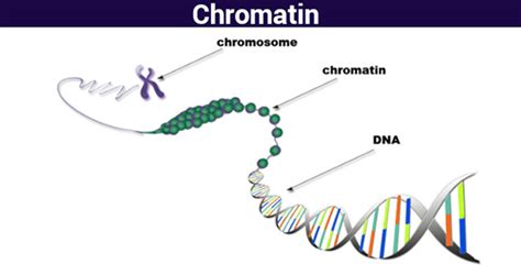 naked dna is called chromatin|Genetics of Cellular Function Ch.4 Flashcards